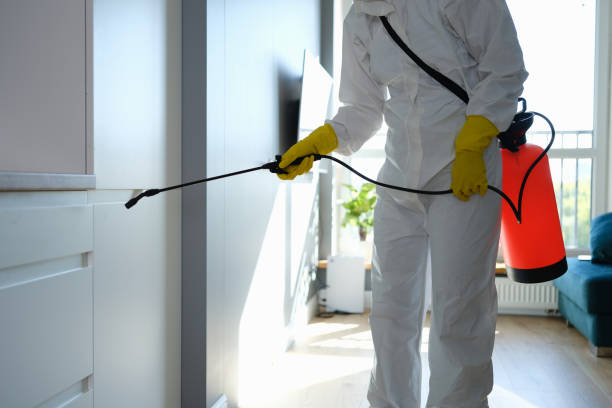 Best White Mold Remediation in USA